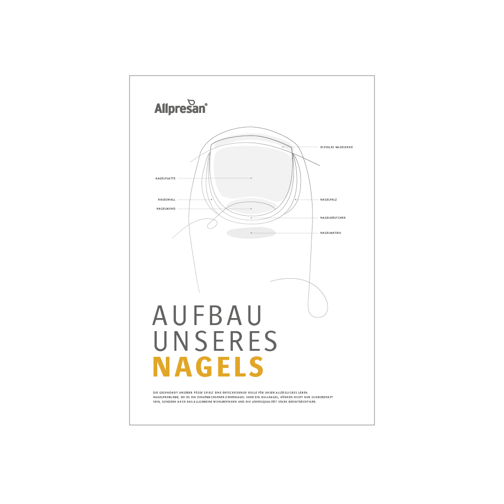 Poster "Aufbau unseres Nagels"